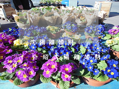 沈陽離婚財(cái)產(chǎn)律師介紹(沈陽離婚財(cái)產(chǎn)糾紛)