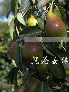 沉沦女律师(沉沦女律师)