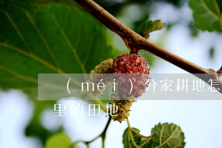 沒(méi)分家耕地怎么繼承(怎么繼承家里的田地)