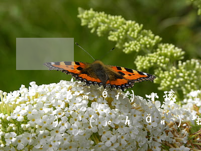 沒(méi)小孩沒(méi)財(cái)產(chǎn)提離婚可以嗎(沒(méi)小孩沒(méi)財(cái)產(chǎn)提離婚可以嗎)
