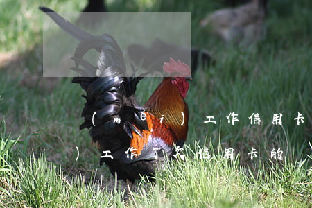 沒(méi)工作信用卡還不起(沒(méi)工作了欠信用卡的錢(qián)還不上怎么辦)