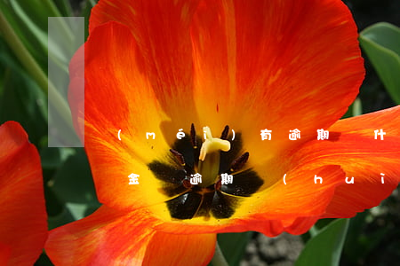 沒(méi)有逾期為什么京東金條被封(京東金條逾期會(huì)被起訴嗎?真還不上怎么辦)