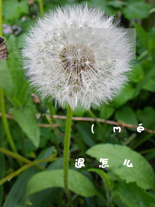 沒(méi)簽勞動(dòng)合同被辭退怎么處理(沒(méi)有簽訂勞動(dòng)合同被辭退怎么賠償)