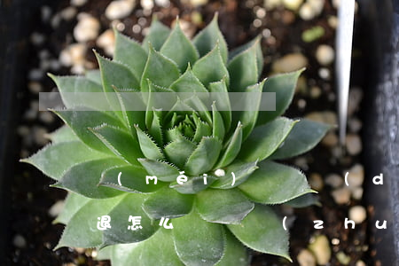沒(méi)簽勞動(dòng)合同被辭退怎么賠償(轉(zhuǎn)正后沒(méi)簽勞動(dòng)合同被辭退怎么賠償)
