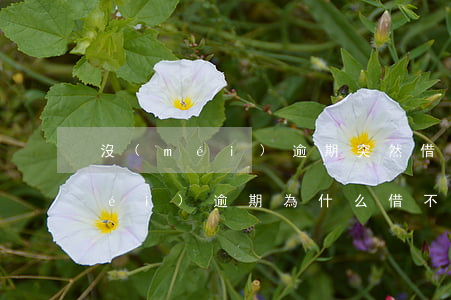 沒(méi)逾期突然借不了款(我從沒(méi)逾期為什么借不到錢)
