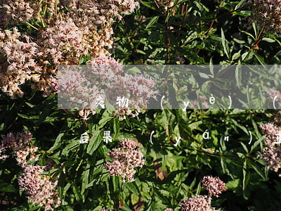 沒交物業(yè)費(fèi)律師函來了后果嚴(yán)重嗎(物業(yè)給業(yè)主發(fā)律師函了,還可以不交嗎)