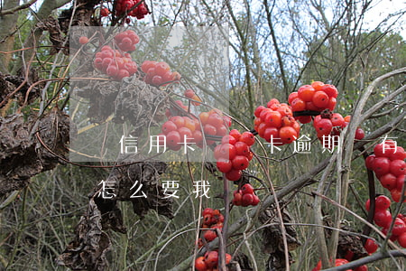 沒信用卡 貸記卡逾期(沒有在信用卡貸上貸款怎么要我還錢?)