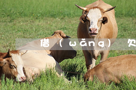 沒借網(wǎng)貸欠一萬多