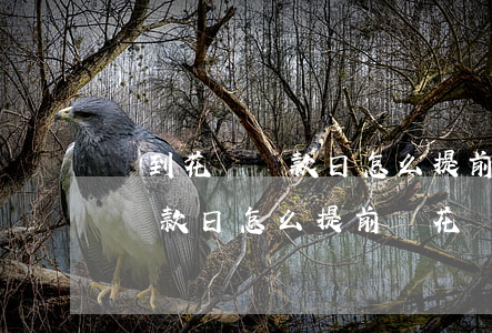 沒到花唄還款日怎么提前還花唄-沒到花唄還款日怎么提前還花唄的錢