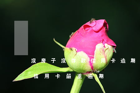 沒房子沒存款信用卡逾期怎么辦(房貸沒逾期信用卡嚴重逾期)