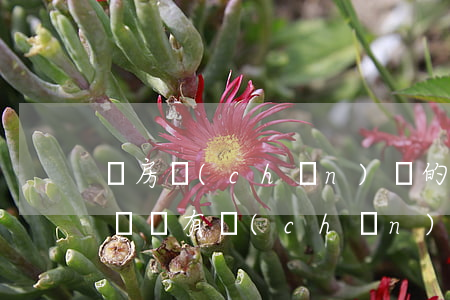 沒房產(chǎn)證的房子法院可以拍賣嗎(沒有產(chǎn)權(quán)的房子法院有權(quán)拍賣嗎)