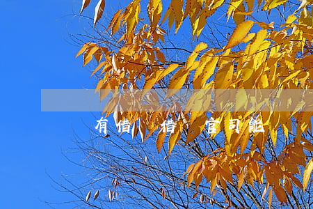 沒有借條借貸官司能贏嗎