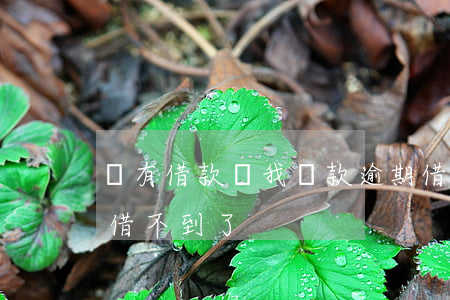沒有借款說我貸款逾期(借款沒有逾期為什么借不到了)