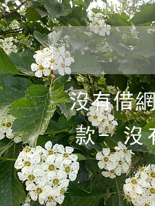 沒有借網(wǎng)貸一直給我打電話還款-沒有借網(wǎng)貸,但是老是接到還款電話