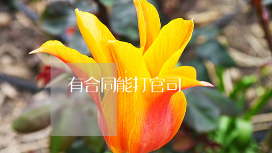 沒有合同能打官司嗎