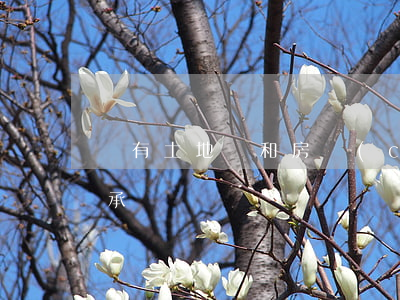 沒有土地證和房產(chǎn)證怎么樣繼承