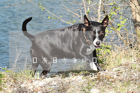 沒有對方身份證怎么起訴離婚(起訴離婚沒有對方的身份證復印件怎么辦)