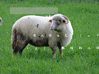 沒有工作又欠網(wǎng)貸(欠網(wǎng)貸能找到工作嗎)