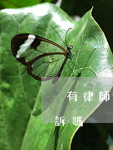沒有律師怎么起訴(民事訴訟沒有律師可以起訴嗎)