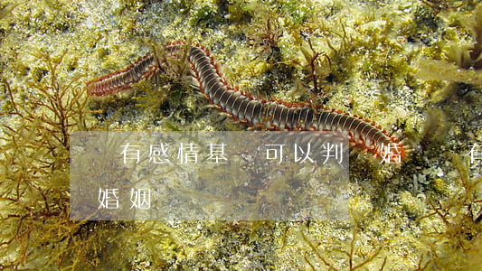 沒有感情基礎可以判離婚嗎(沒有感情基礎的婚姻)