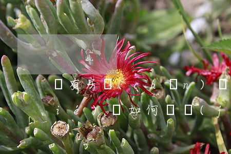 沒有房產(chǎn)證法院可以凍結(jié)嗎(如何凍結(jié)房產(chǎn)證)