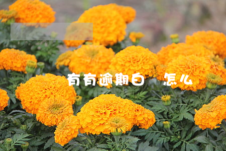 沒有有逾期白條怎么關閉(白條逾期能注銷嗎)