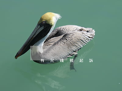 沒有欠錢被起訴