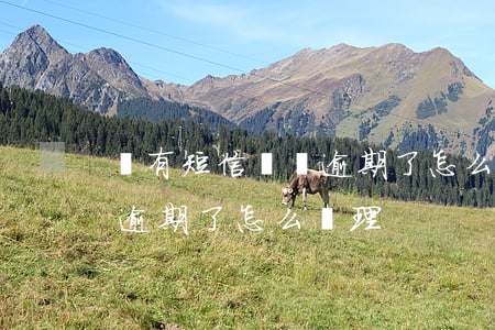 沒有短信檢車逾期了怎么處理(沒有短信檢車逾期了怎么處理)
