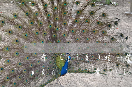 沒有結(jié)婚沒有戶口有繼承權(quán)嗎(沒有領(lǐng)結(jié)婚證可以繼承嗎)