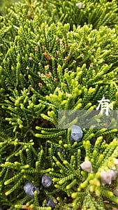 沒有認(rèn)定工傷可以申請法律援助嗎(沒有認(rèn)定工傷可以申請法律援助嗎)