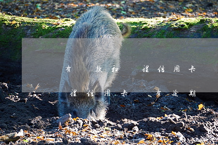 沒有貸款和辦理信用卡卻有逾期（沒有貸款和辦理信用卡卻有逾期）