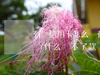 沒有辦信用卡怎么會有逾期(有信用卡沒逾期過為什么貸不了款)