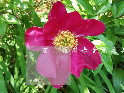 沒有辦信用卡竟然逾期(沒注意信用卡逾期了)