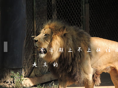 沒有逾期上不上征信（逾期上征信不逾期不上是真的嗎）