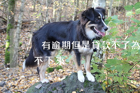 沒有逾期但是貸款不了 為啥沒逾期貸款都批不下來