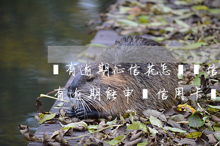 沒有逾期征信花怎樣辦信用卡嗎 征信花了沒有逾期能申請信用卡嗎