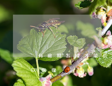 沒有逾期怎樣才能恢復正常-有逾期多久可以恢復