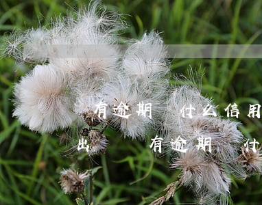 沒有逾期為什么信用卡申請(qǐng)不出來(沒有逾期為什么信用卡申請(qǐng)不下來)