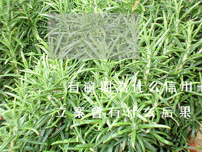 沒有逾期為什么信用卡被拒（無視信用卡逾期立案會有什么后果）