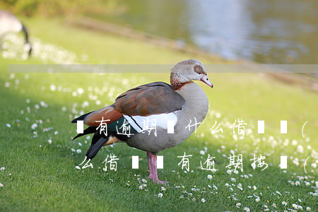 沒有逾期為什么借唄關(guān)了(為什么借唄沒有逾期按時(shí)還款也被關(guān)了)