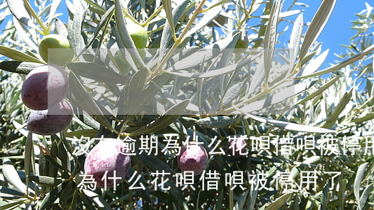 沒有逾期為什么花唄借唄被停用-沒有逾期為什么花唄借唄被停用了