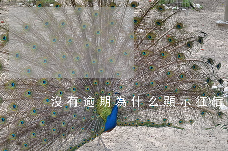 沒有逾期為什么顯示征信有問題-