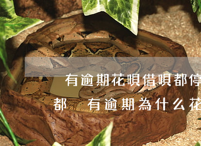 沒有逾期花唄借唄都停了為什么-花唄借唄都沒有逾期,為什么花唄突然停了