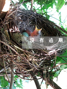 沒有逾期花唄額度變小