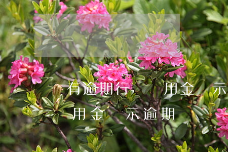 沒有逾期行為備用金顯示有(沒有逾期為什么備用金顯示逾期)
