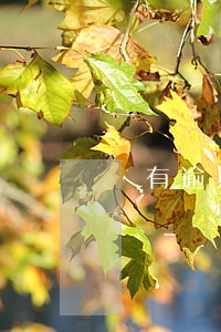 沒有逾期被列入資金黑名單會(huì)怎樣-沒有逾期被列入資金黑名單會(huì)怎樣處理