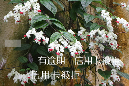 沒有逾期辦信用卡被拒(沒有逾期為什么申請信用卡被拒)