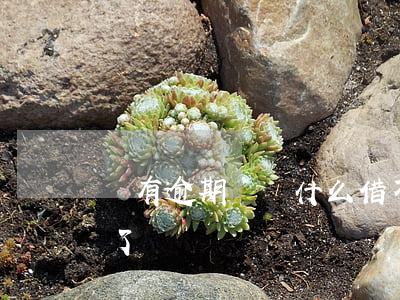 沒有逾期過為什么借不了(沒有逾期但是借不了錢)