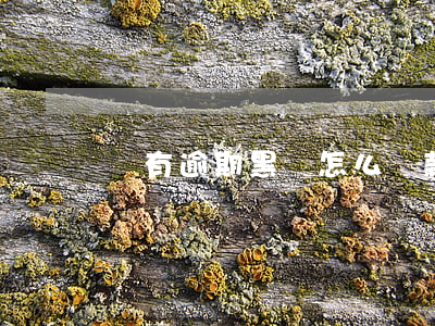 沒有逾期黑戶怎么貸款(逾期成為黑戶怎么辦)