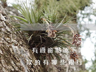 沒有過逾期能下款的有哪些(沒有過逾期能下款的有哪些銀行)